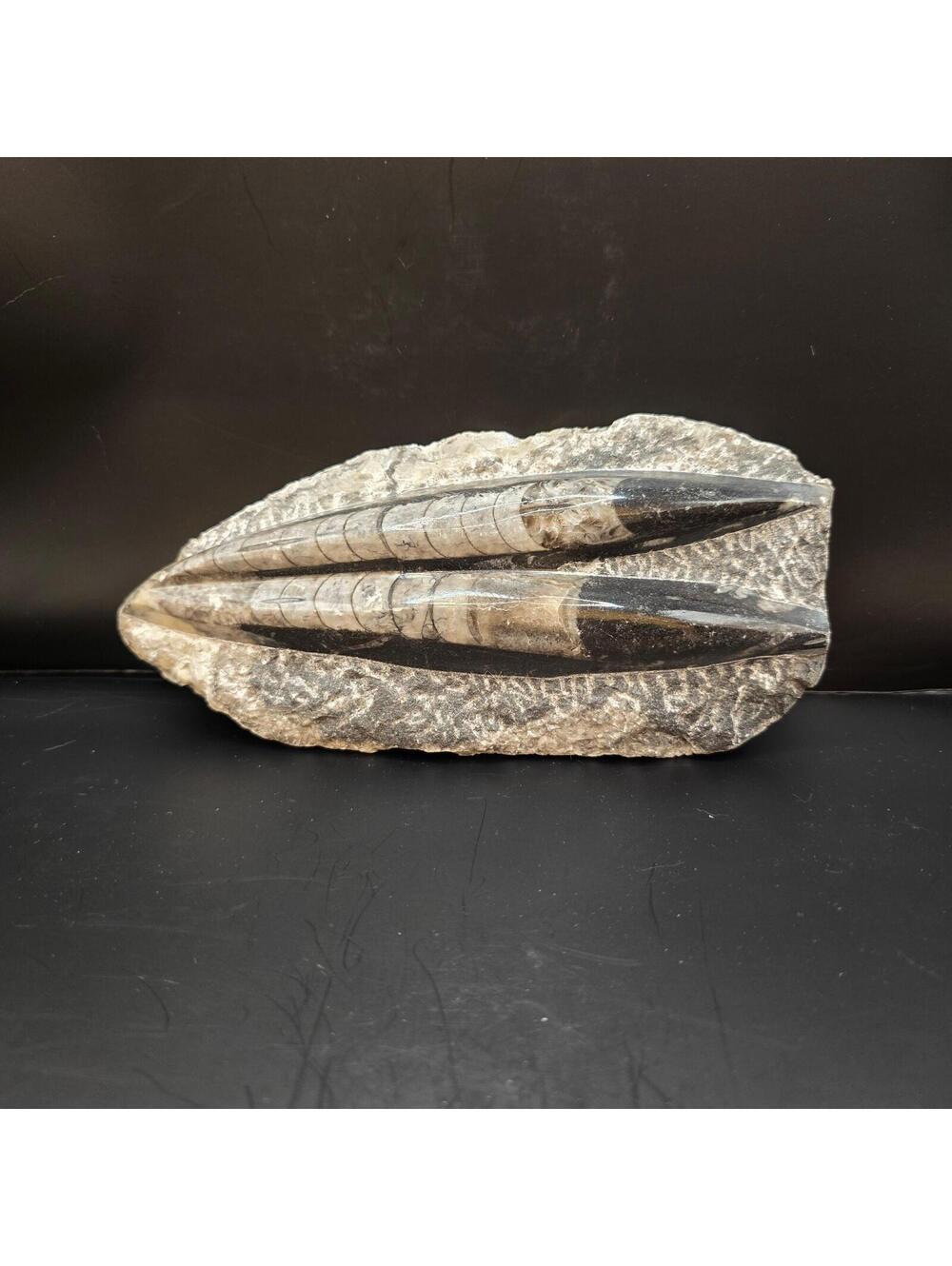 64. Orthoceras Fossil